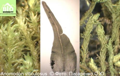 Anomodon viticulosus fot