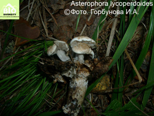 Asterophora lycoperdoides fot