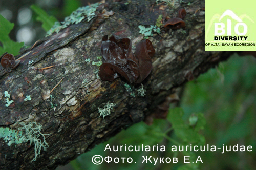 Auricularia auricula-judae fot