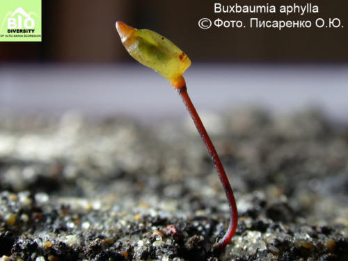 Buxbaumia aphylla fot