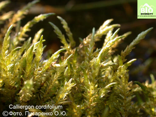 Calliergon cordifolium fot