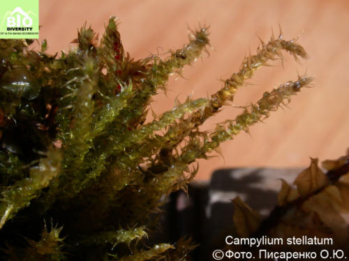 Campylium stellatum fot