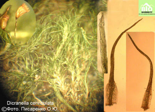 Dicranella cerviculata fot