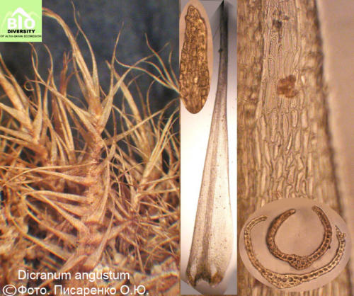 Dicranum angustum fot