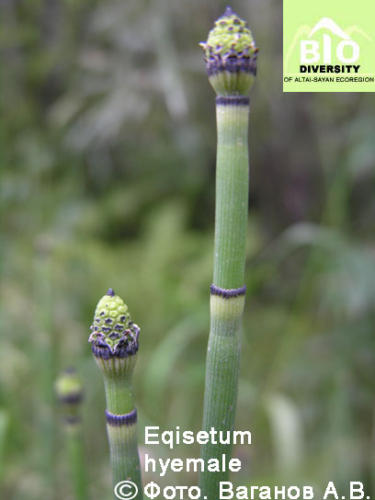 Equisetum hyemale fot