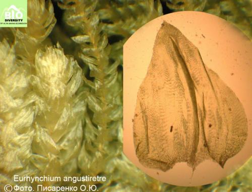 Eurhynchium angustiretre fot