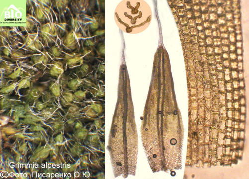 Grimmia alpestris fot