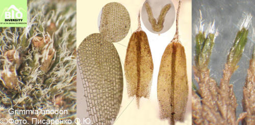 Grimmia anodon fot