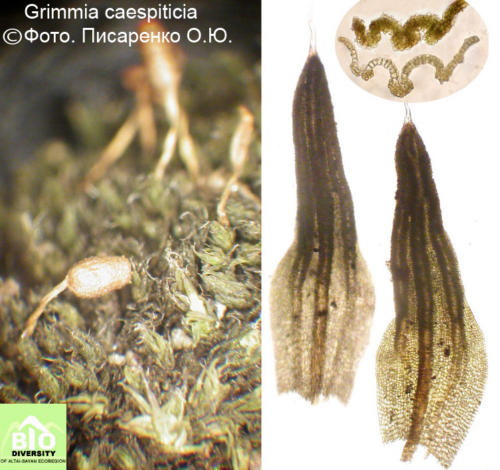 Grimmia caespiticia fot
