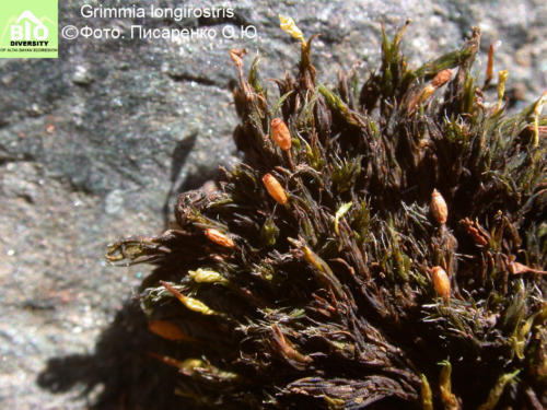 Grimmia longirostris fot