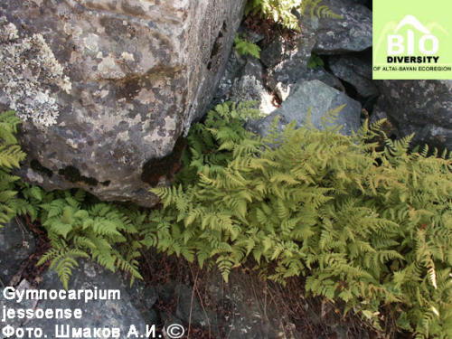 Gymnocarpium jessoense fot