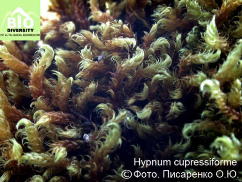 Hypnum cupressiforme fot