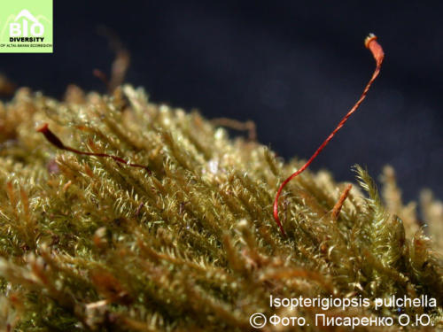Isopterigiopsis pulchella fot