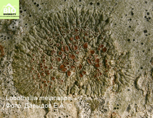 Lobothallia melanaspis fot
