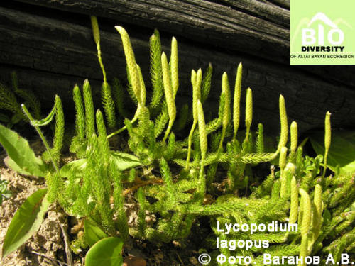 Lycopodium lagopus fot