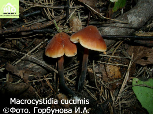 Macrocystidia cucumis fot