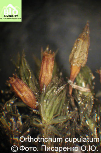Orthotrichum cupulatum fot