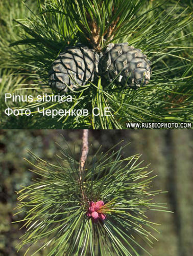 Pinus sibirica fot