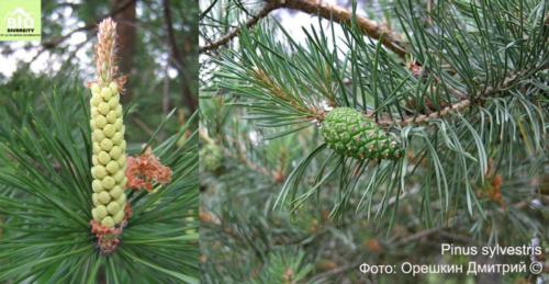 Pinus sylvestris fot