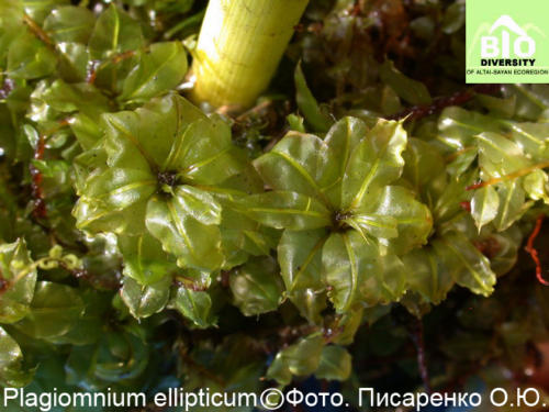 Plagiomnium ellipticum fot
