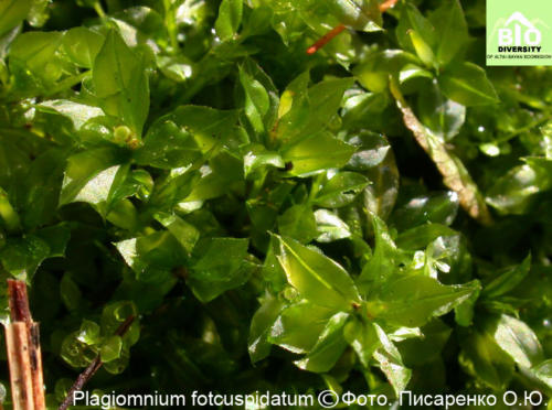 Plagiomnium fotcuspidatum fot