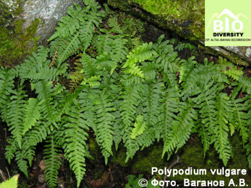Polypodium vulgare fot