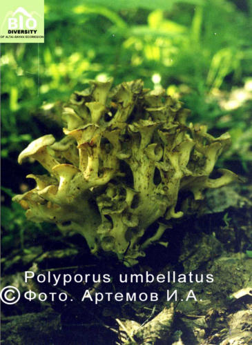 Polyporus umbellatus fot