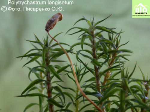 Polytrychastrum longisetum fot