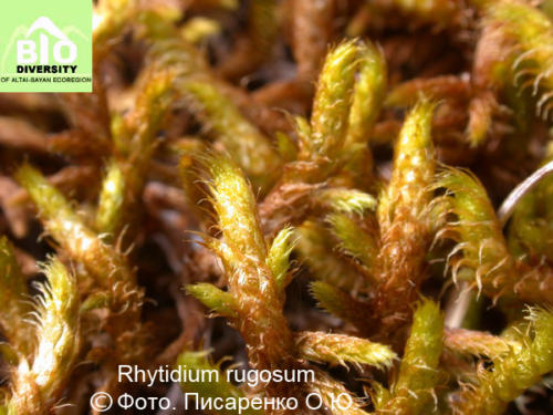 Rhytidium rugosum fot