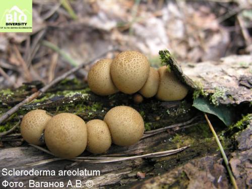 Scleroderma areolatum fot