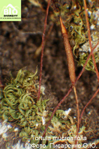 Tortula mucronifolia fot