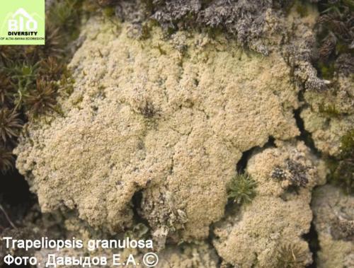 Trapeliopsis granulosa fot